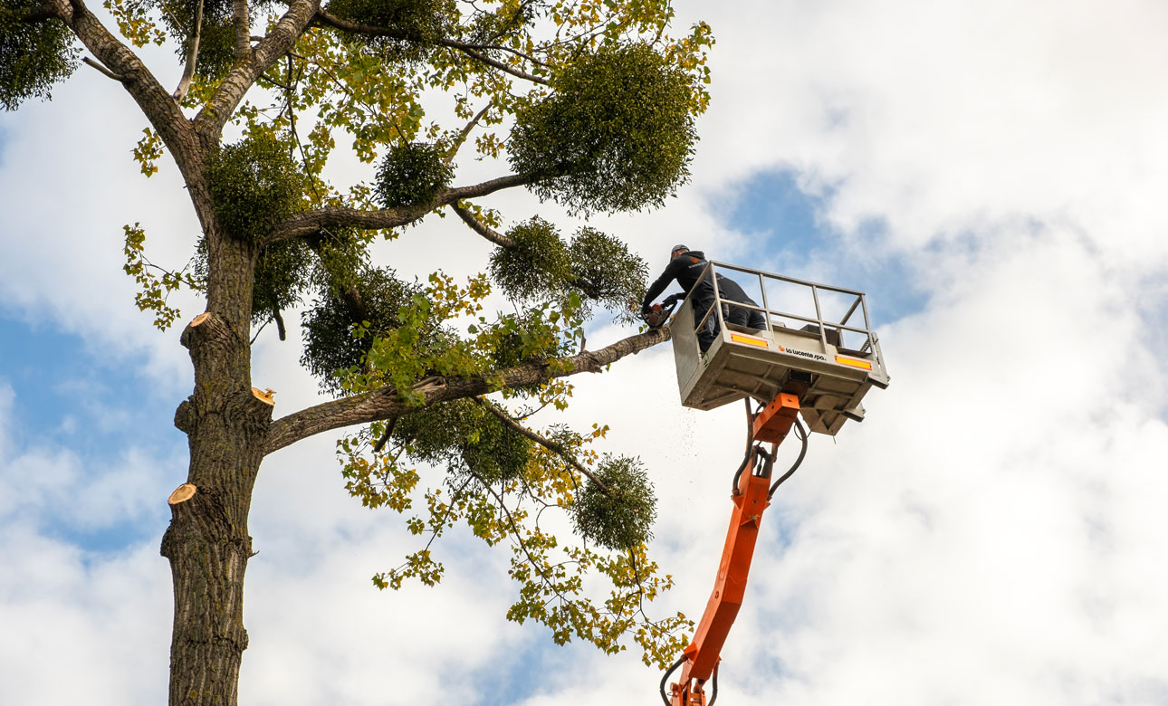 manutenzione del verde